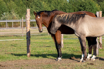 Two gelding horses together on a paddock. Grullo coat color horse (Lusitano breed) and bay horse tranquil equestrian scene.