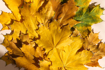 Yellow autumn leaves on a beige background in the rays of the sun with shadows, top view. 