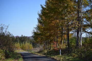 Fototapeta premium 秋の散歩道