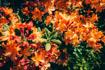 Orange flowers in the garden