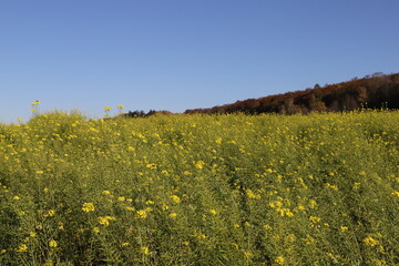 a rapeseed field with blue sky 