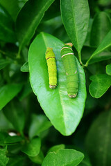 Pair of Citrus Tree Caterpillars in Different Instar Resting on the Lime Tree Leaf with Selective...