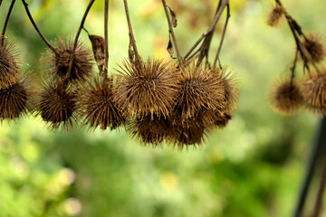 hanging burdock seeds on blurred background
