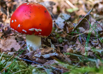 Close-up of poisonous toadstool mushroom growing on forest ground surrounded by moss and leaves