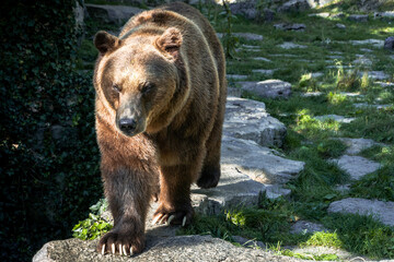 Obraz premium Close up picture of a ferocious grizzly bear approaching the camera