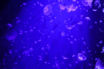A lot of tiny jellyfishes swimming in the sea © NicolaeOvidiu