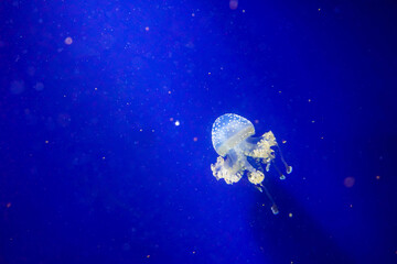 Naklejka na ściany i meble Cute transparent with bright white spots jellyfish isolated on a deep blue background