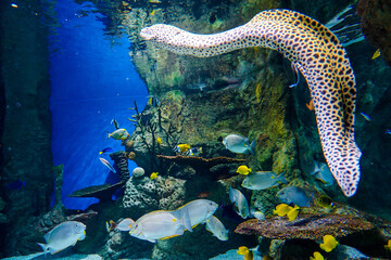 Fototapeta na wymiar Leopard eel swimming among colorful fish and coral