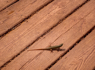 A small lizard on the wooden stairs