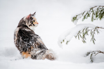 Maine Coon cat polychrome sits on the snow in forest in winte