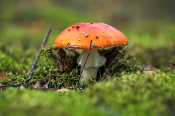Close-up of poisonous toadstool mushroom growing on forest ground surrounded by moss and leaves