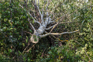Felled aspen tree. The trunk of a tree lies on the ground in the forest.