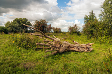 Fototapeta na wymiar Bare fallen tree in a Dutch nature reserve. It is a cloudy day at the end of the summer season.