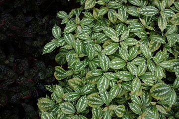 close up of green leaves