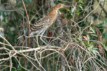 Young Rufescent tiger heron (Tigrisoma lineatum)