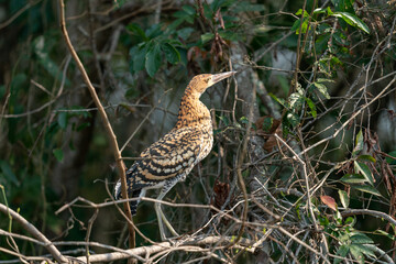 Young Rufescent tiger heron (Tigrisoma lineatum)
