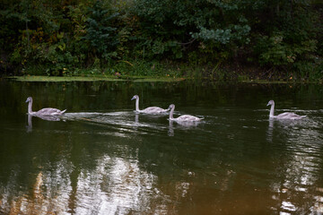 Young gray swans on the lake, copy space. Swan bird family outdoors. Goose