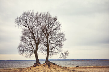 Fototapeta na wymiar Leafless twin tree on a lake beach, color toning applied.