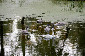 Young gray swans on the lake, copy space. Swan bird family outdoors. Goose