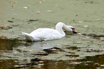 Naklejka premium Single white swan on the lake, copy space. Swan bird outdoors. Goose