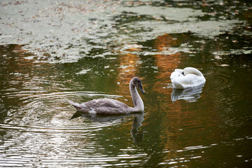 Naklejka na ściany i meble Young swans on the lake, copy space. Swan bird family outdoors. Goose