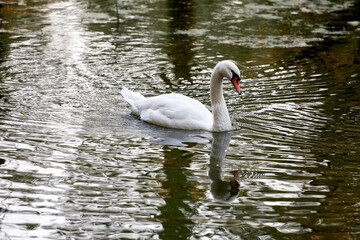 Single white swan on the lake, copy space. Swan bird outdoors. Goose