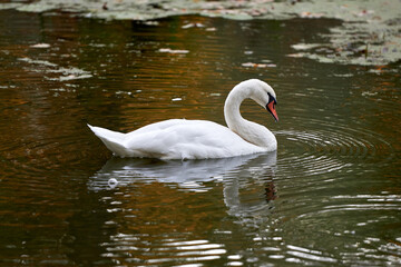 Naklejka premium Single white swan on the lake, copy space. Swan bird outdoors. Goose