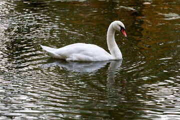 Single white swan on the lake, copy space. Swan bird outdoors. Goose