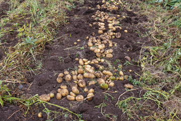 Red potatoes dug out of the ground in a vegetable garden. Harvesting potatoes.