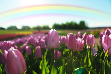 Beautiful rainbow in blue sky over field of blooming tulips on sunny day