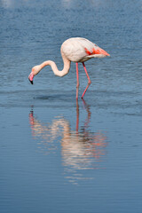 Reflection of a flamingo in a pond in the Camargue. Saintes Maries.