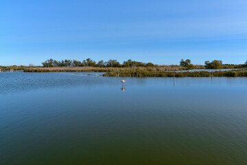 Pink flamingo in a pond in Camargue. Saintes Maries de la Mer.