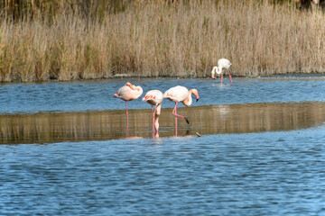 Pink flamingos in a pond in the Camargue near Saintes Maries de la Mer © Larry Naess