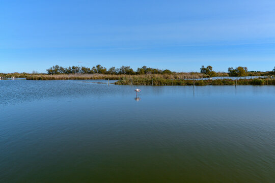 Pink flamingo in a pond in Camargue. Saintes Maries de la Mer.