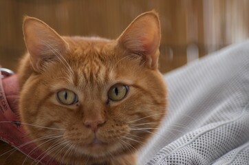 びっくり顔の猫