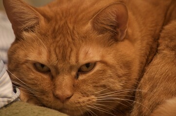 睨みの効かす猫