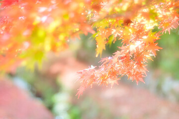 カラフルな紅葉