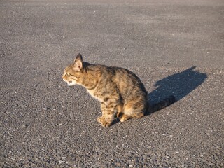 泣いている地域猫