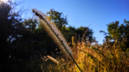 grass and sky