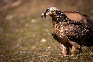 Quebrantahuesos en el Pirineo