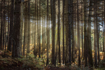 forest in the morning