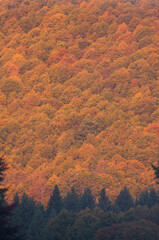 Fall colors in Cansiglio, Veneto, Italy