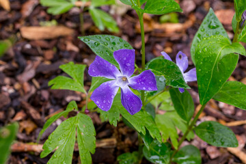 Vinca minor small evergreen blossom detail