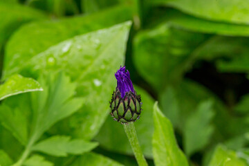 Centaurea montana 'Grandiflora' opening flower from knapweed
