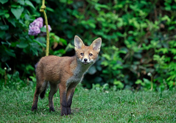 Fox cubs exploring and playing in the garden