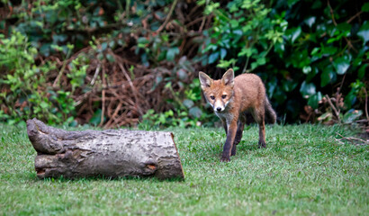 Fox cubs exploring and playing in the garden