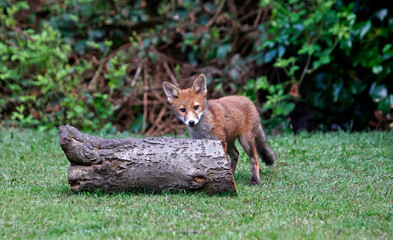 Fox cubs exploring and playing in the garden