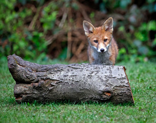 Fox cubs exploring and playing in the garden