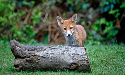 Fox cubs exploring and playing in the garden