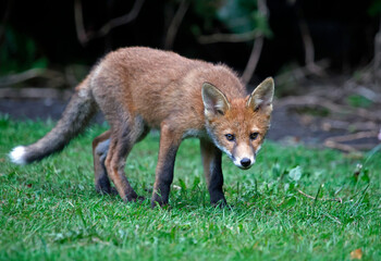 Fox cubs exploring and playing in the garden
